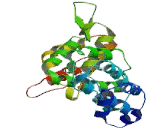 Interferon Related Developmental Regulator 1 (IFRD1)