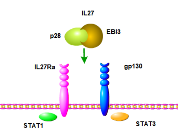 Interleukin 27 (IL27)