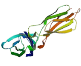 Interleukin 4 Receptor (IL4R)