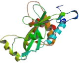 Interleukin Enhancer Binding Factor 2 (ILF2)