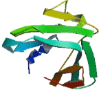 Intermediate Filament Tail Domain Containing Protein 1 (IFLTD1)