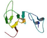 Interphotoreceptor Matrix Proteoglycan 2 (IMPG2)