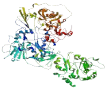 Intraflagellar Transport Protein 140 (IFT140)