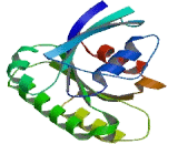 Intraflagellar Transport Protein 27 (IFT27)