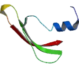 Intraflagellar Transport Protein 43 (IFT43)