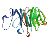 Intraflagellar Transport Protein 80 (IFT80)