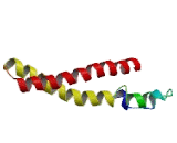 Intraflagellar Transport Protein 81 (IFT81)