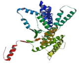 Involucrin (INV)