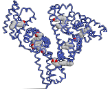 Ischemia Modified Albumin (IMA)