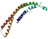 Islet Cell Autoantigen 1 (ICA1)