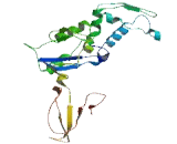 Islet Cell Autoantigen 1 Like Protein (ICA1L)