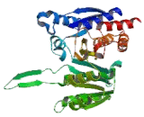 Isocitrate Dehydrogenase 3 Beta (IDH3b)