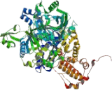 Isoleucyl tRNA Synthetase (IARS)