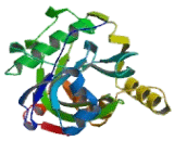 Isopentenyl Diphosphate Delta Isomerase 1 (IDI1)