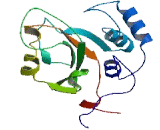 Josephin Domain Containing Protein 2 (JOSD2)