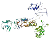 Jumonji Domain Containing Protein 1C (JMJD1C)