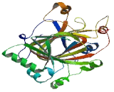 Jumonji Domain Containing Protein 7 (JMJD7)