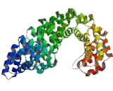 Junction Plakoglobin (JUP)