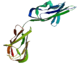 Junctional Adhesion Molecule 1 (JAM1)