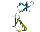 Junctional Adhesion Molecule 2 (JAM2)