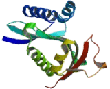 K-Acetyltransferase 2B (KAT2B)