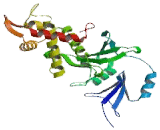 K-Acetyltransferase 5 (KAT5)