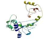 KH Homology Domain Containing Protein 1 (KHDC1)