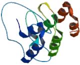 KN Motif And Ankyrin Repeat Domains Protein 3 (KANK3)