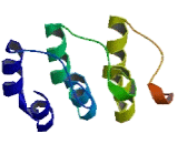 KN Motif And Ankyrin Repeat Domains Protein 4 (KANK4)