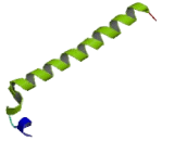 Karyopherin Alpha 4 (KPNa4)