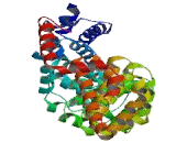 Karyopherin Alpha 5 (KPNa5)