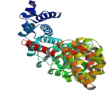 Karyopherin Alpha 6 (KPNa6)