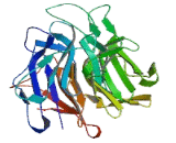 Kelch Domain Containing Protein 2 (KLHDC2)