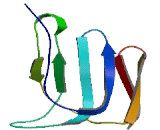 Kelch Domain Containing Protein 8B (KLHDC8B)