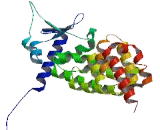 Kelch Like Protein 11 (KLHL11)