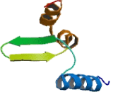 Kelch Like Protein 14 (KLHL14)