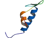 Kelch Like Protein 18 (KLHL18)