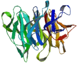 Kelch Like Protein 33 (KLHL33)