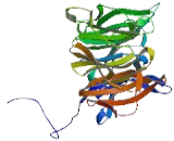 Kelch Like Protein 36 (KLHL36)