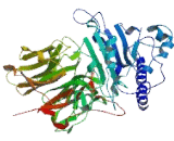 Kelch Like Protein 38 (KLHL38)