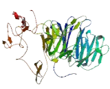 Kelch Like Protein 9 (KLHL9)