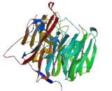 Kelch Repeat And BTB Domain Containing Protein 12 (KBTBD12)