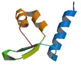 Kelch Repeat And BTB Domain Containing Protein 3 (KBTBD3)