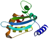 Kelch Repeat And BTB Domain Containing Protein 6 (KBTBD6)