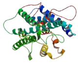 X-Kell Blood Group Precursor Protein (XK)