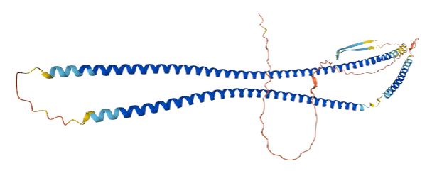 Keratin, type I cytoskeletal 42 (KRT42)