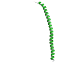 Cytokeratin 13 (CK13)