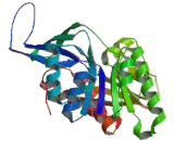 Ketohexokinase (KHK)