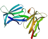 Killer Cell Immunoglobulin Like Receptor 2DL1 (KIR2DL1)