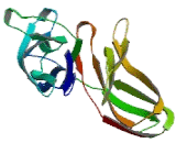 Killer Cell Immunoglobulin Like Receptor 2DL2 (KIR2DL2)